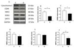 SOD2 (MnSOD) Antibody in Western Blot (WB)