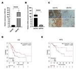 KPNA5 Antibody in Immunohistochemistry (IHC)