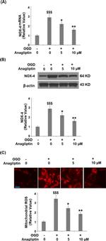 NOX4 Antibody in Western Blot (WB)