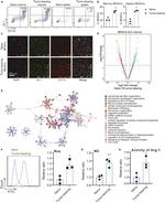 CD11b Antibody in Flow Cytometry (Flow)