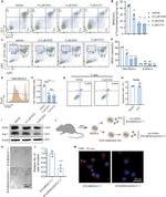 CD11b Antibody in Flow Cytometry (Flow)