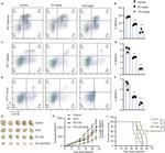 CD11b Antibody in Flow Cytometry (Flow)