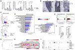 CDH11 Antibody in Immunohistochemistry (IHC)