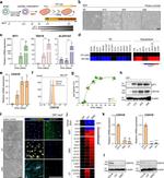 Periostin Antibody in Immunocytochemistry (ICC/IF)