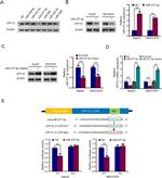 CPT1C Antibody in Western Blot (WB)