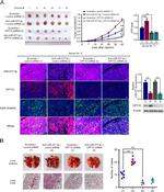 CPT1C Antibody in Immunohistochemistry (IHC)