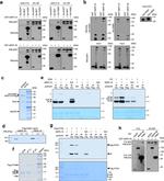 HisG Epitope Tag Antibody in Immunoprecipitation (IP)