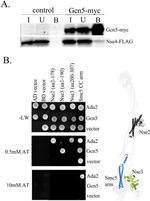 Myc Tag Antibody in Western Blot (WB)