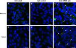 Rabbit IgG (H+L) Cross-Adsorbed Secondary Antibody in Immunocytochemistry (ICC/IF)