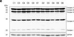 Mouse IgG (H+L) Secondary Antibody in Western Blot (WB)