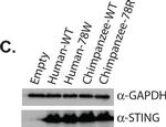 Rabbit IgG (H+L) Secondary Antibody in Western Blot (WB)