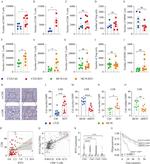 CD4 Antibody in Flow Cytometry (Flow)