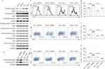 TNF alpha Antibody in Flow Cytometry (Flow)