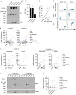 CD4 Antibody in Flow Cytometry (Flow)