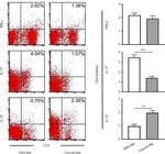 IFN gamma Antibody in Flow Cytometry (Flow)