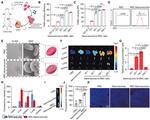 CD11c Antibody in Flow Cytometry (Flow)