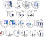 CD4 Antibody in Flow Cytometry (Flow)