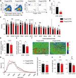 CD4 Antibody in Flow Cytometry (Flow)