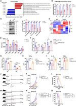 CD11c Antibody in Flow Cytometry (Flow)