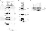 CD11b Antibody in Western Blot (WB)