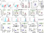 DLK1 Antibody in Flow Cytometry (Flow)