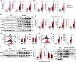 IL-1 beta (Pro-form) Antibody in Flow Cytometry (Flow)