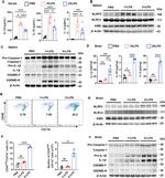 CD45 Antibody in Flow Cytometry (Flow)