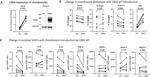 CD26 Antibody in Flow Cytometry (Flow)