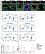 CD31 (PECAM-1) Antibody in Flow Cytometry (Flow)