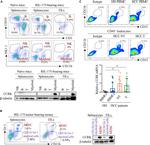 CD33 Antibody in Flow Cytometry (Flow)