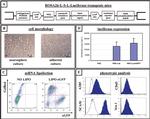 CD45 Antibody in Flow Cytometry (Flow)