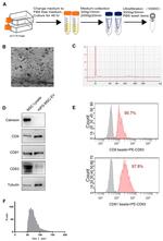 CD63 Antibody in Flow Cytometry (Flow)