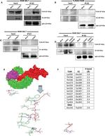 TLR4 Antibody in Western Blot (WB)