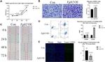 CD105 (Endoglin) Antibody in Flow Cytometry (Flow)