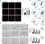 CD144 (VE-cadherin) Antibody in Flow Cytometry (Flow)