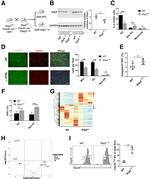 CLEC4F Antibody in Flow Cytometry (Flow)