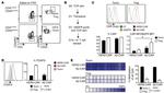 FOXP3 Antibody in Flow Cytometry (Flow)