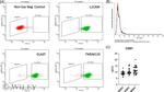 CD171 Antibody in Flow Cytometry (Flow)