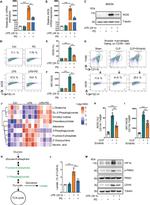 iNOS Antibody in Flow Cytometry (Flow)