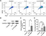 Arginase 1 Antibody in Flow Cytometry (Flow)