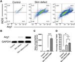 Arginase 1 Antibody in Flow Cytometry (Flow)