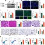 F4/80 Antibody in Immunohistochemistry (IHC)