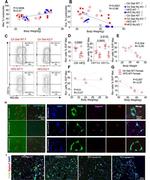 RELM alpha Antibody in Flow Cytometry (Flow)