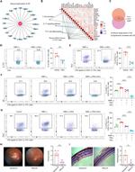 ID2 Antibody in Flow Cytometry (Flow)