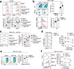 IFN gamma Antibody in Flow Cytometry (Flow)