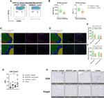 FOXP3 Antibody in Immunohistochemistry (Paraffin) (IHC (P))