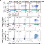 FOXP3 Antibody in Flow Cytometry (Flow)