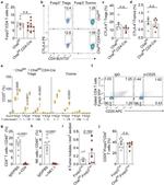 FOXP3 Antibody in Flow Cytometry (Flow)