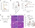 FOXP3 Antibody in Flow Cytometry (Flow)