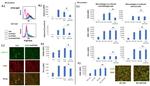 CD206 (MMR) Antibody in Flow Cytometry (Flow)